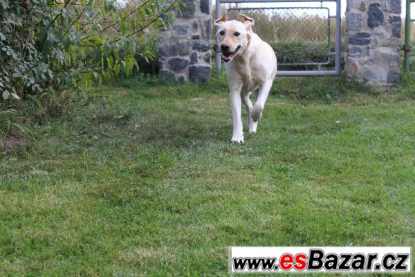 Prodám labradorku – fotografie 3