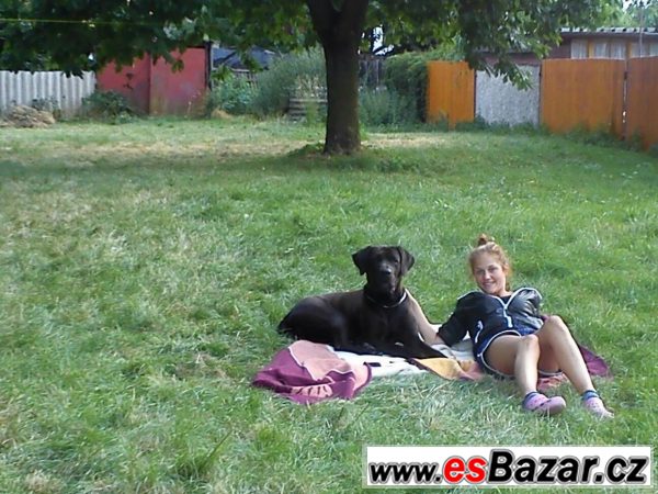 Uchovněná fena Tosa Inu – fotografie 3