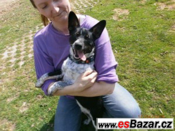 Tora - Honácký pes - fena – fotografie 2
