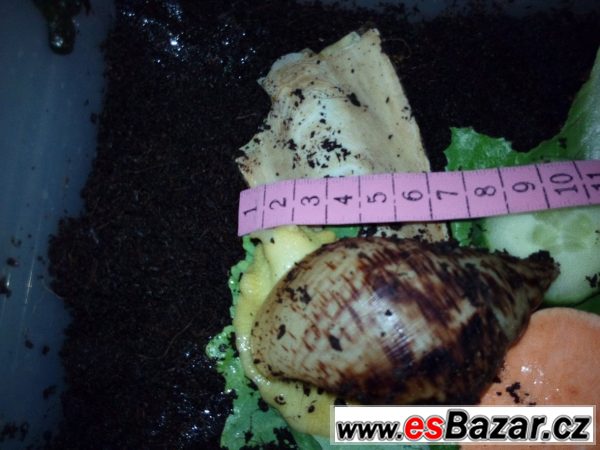 Lissachatina reticulata albíno body – fotografie 3