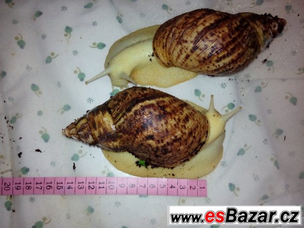 Lissachatina reticulata albíno body – fotografie 4