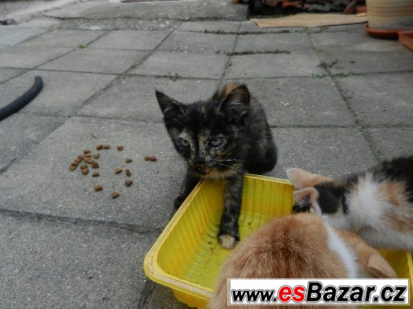 Malá koťátka hledají domov – fotografie 3