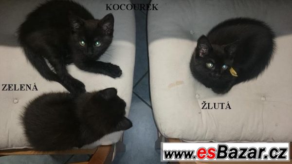 Sibiřská koťata (otec neznámý)  – fotografie 3