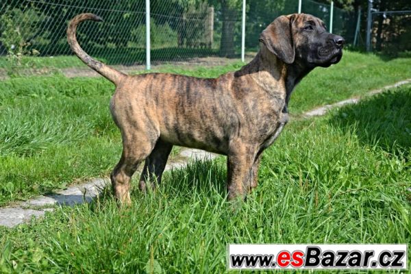 Prodám štěně Dogo Canario – fotografie 2