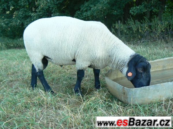 Plemenní berani Suffolk – fotografie 1