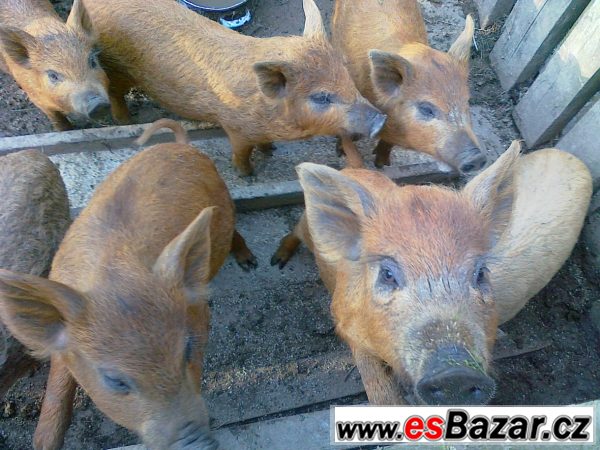 Selata z opakovaného křížení zadáme – fotografie 1