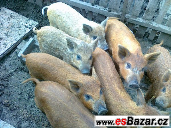 Selata z opakovaného křížení zadáme – fotografie 2
