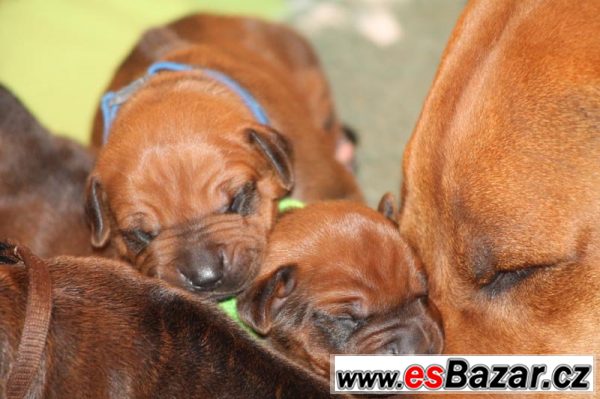 Rhodesian Ridgeback s PP – fotografie 2