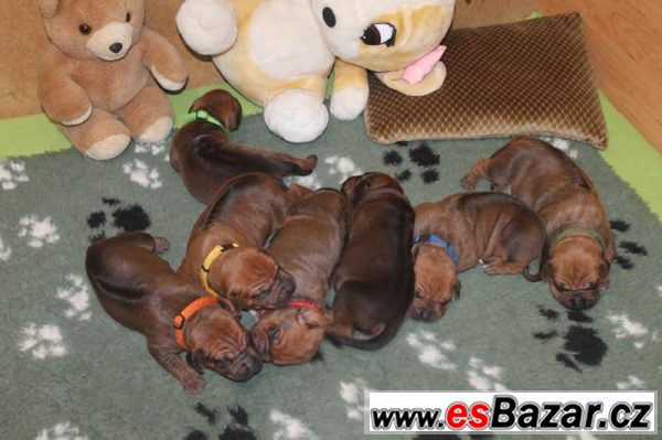 Rhodesian Ridgeback s PP – fotografie 3