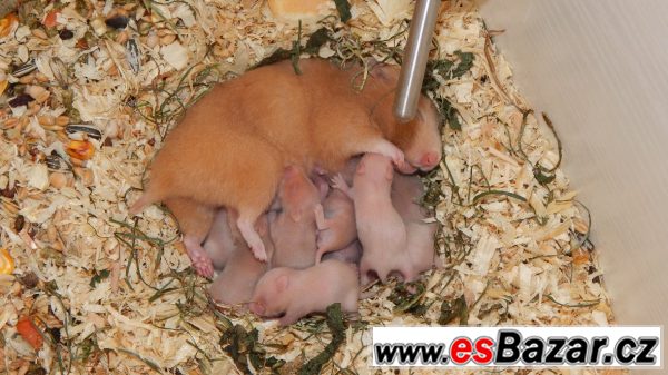 Prodám mláďata křečka Syrského – fotografie 1