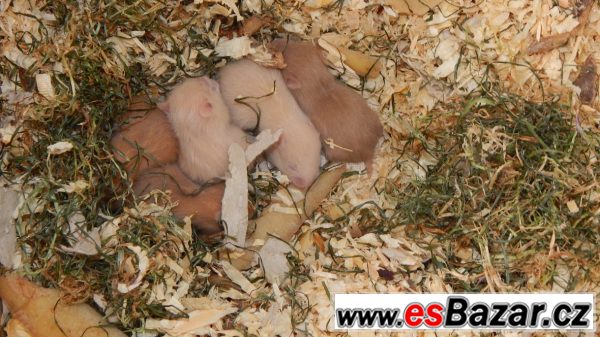 Prodám mláďata křečka Syrského – fotografie 2