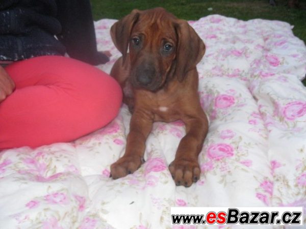 Rhodézský ridgeback – fotografie 1