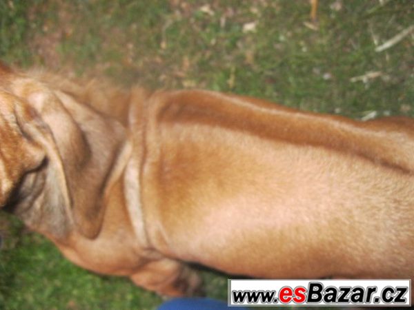Rhodézský ridgeback – fotografie 4