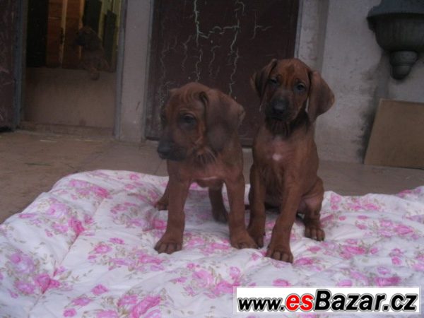 Rhodézský ridgeback – fotografie 5