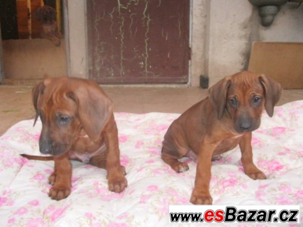 Rhodézský ridgeback – fotografie 6