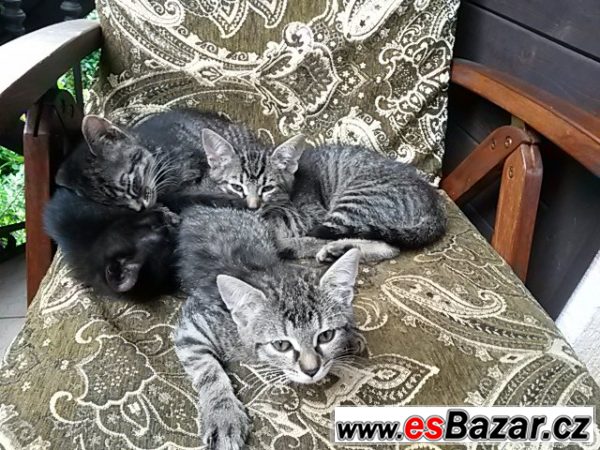NABÍZÍME ZDARMA KRÁSNÁ KOŤÁTKA – fotografie 3