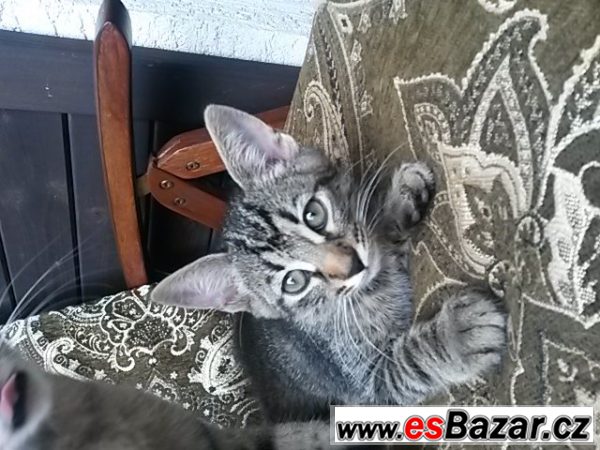 NABÍZÍME ZDARMA KRÁSNÁ KOŤÁTKA – fotografie 4