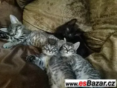 NABÍZÍME ZDARMA KRÁSNÁ KOŤÁTKA
