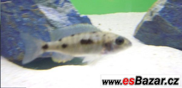  Otopharynx Roxy – fotografie 1