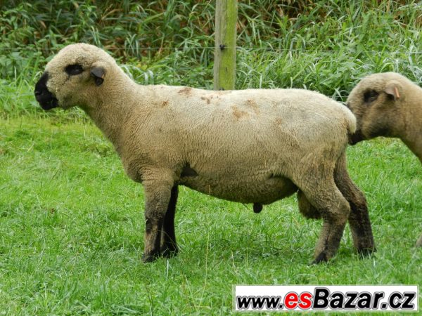 Plemenné berany Hampshire Down – fotografie 1