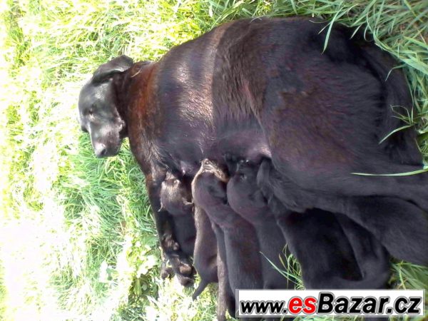 Štěňata labradora černého  – fotografie 1