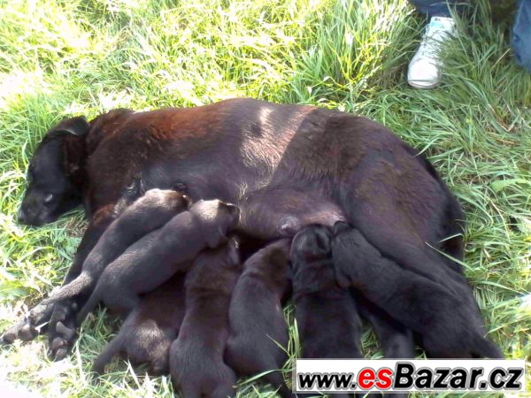 Štěňata labradora černého  – fotografie 2