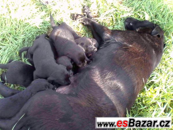 Štěňata labradora černého  – fotografie 3