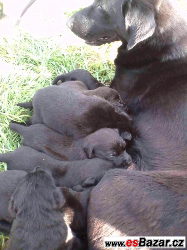 Štěňata labradora černého  – fotografie 4