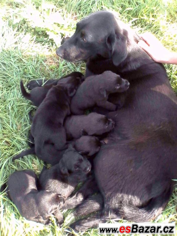 Štěňata labradora černého  – fotografie 5