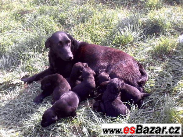 Štěňata labradora černého  – fotografie 6