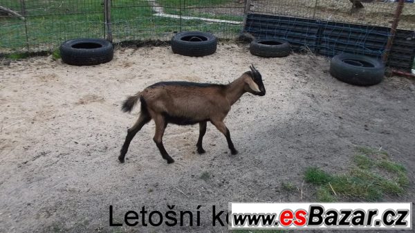 Letošní kozička po výb.dojnici – fotografie 1