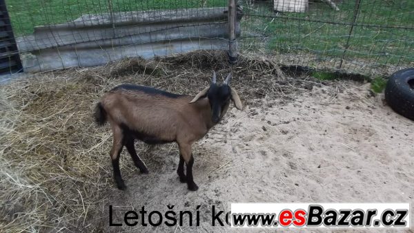 Letošní kozička po výb.dojnici – fotografie 5