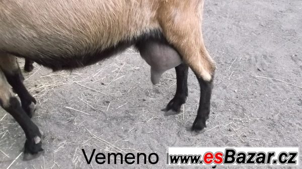 Letošní kozička po výb.dojnici – fotografie 6
