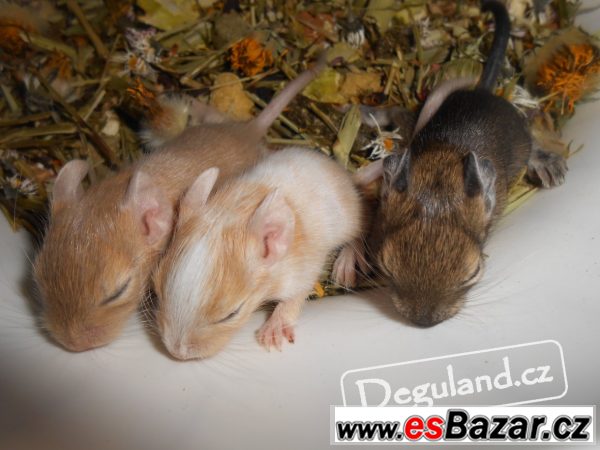 Pískový osmák degu | Deguland – fotografie 1