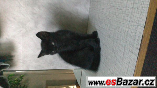 Koťata do dobrých rukou. – fotografie 3