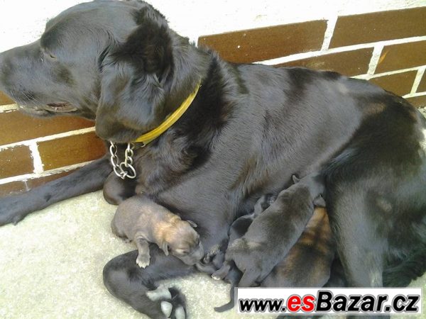 Kříženec labradora a lajky – fotografie 1