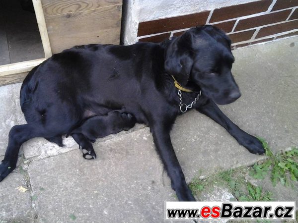 Kříženec labradora a lajky – fotografie 2