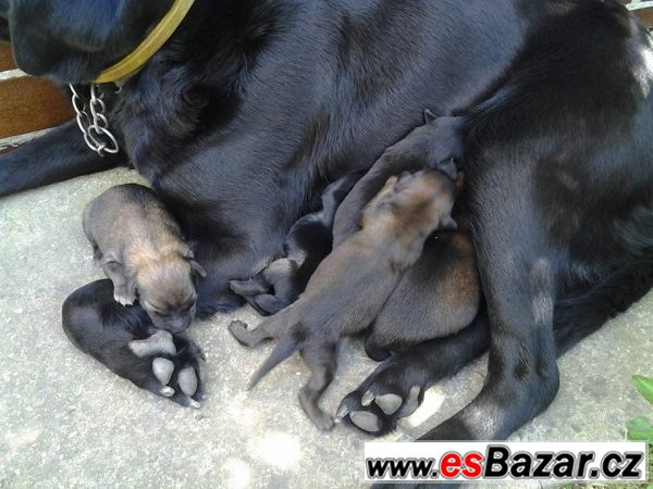 Kříženec labradora a lajky – fotografie 3