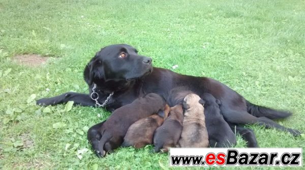 Kříženec labradora a lajky – fotografie 4