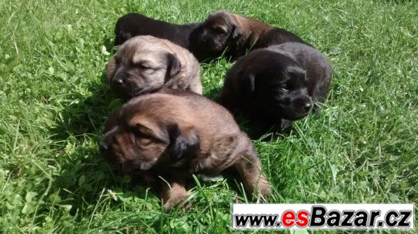 Kříženec labradora a lajky – fotografie 6
