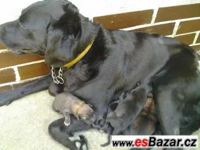 Kříženec labradora a lajky