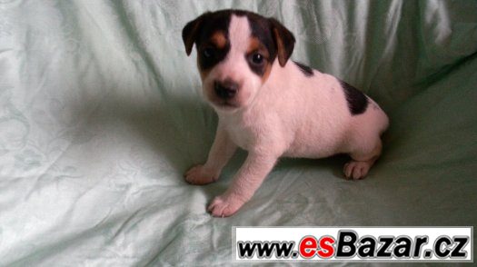 Jack russel terier-krásná štěňátka – fotografie 1