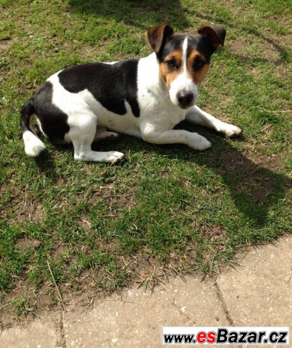 Jack russel teriér ke krytí – fotografie 1