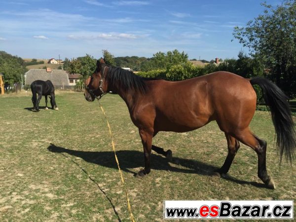 Charakterní valach QH/ČT  – fotografie 3