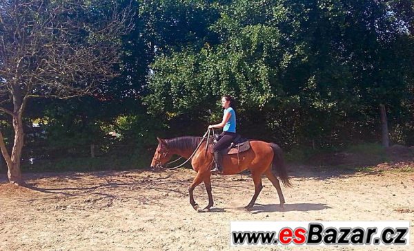 Charakterní valach QH/ČT  – fotografie 4