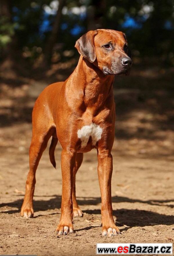 CHS Anima Animal - RR s PP – fotografie 3