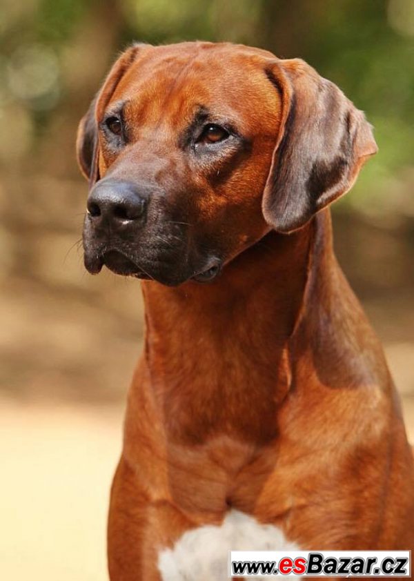 CHS Anima Animal - RR s PP – fotografie 4