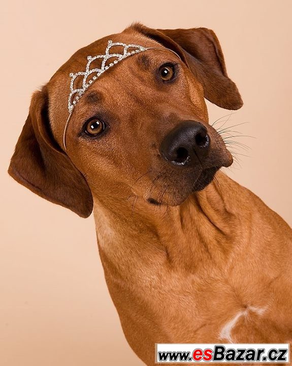CHS Anima Animal - RR s PP – fotografie 5