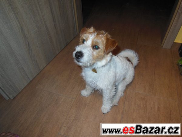 Jack Russell terier čistokrevný pes – fotografie 1