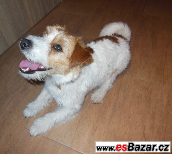 Jack Russell terier čistokrevný pes – fotografie 3